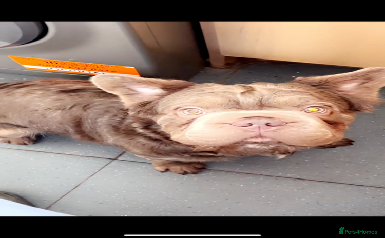 French Bulldog dogs - Advert 1