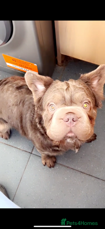 French Bulldog dogs - Advert 2