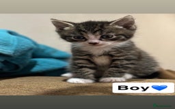 Mixed Breed cats for sale: Kittens for sale  - Advert 5