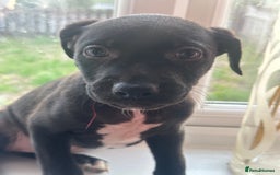 Mixed Breed dogs for sale: Staffy x Belgian Malinos  - Image 29