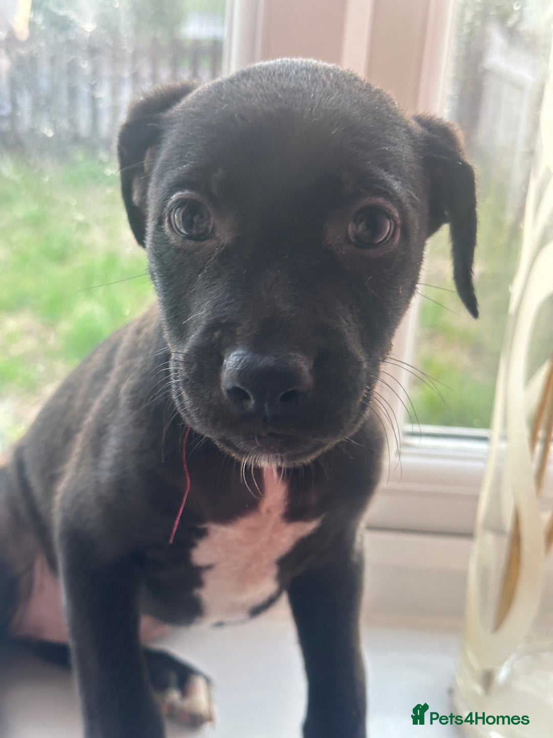 Mixed Breed dogs for sale: Staffy x Belgian Malinos  - Image 29