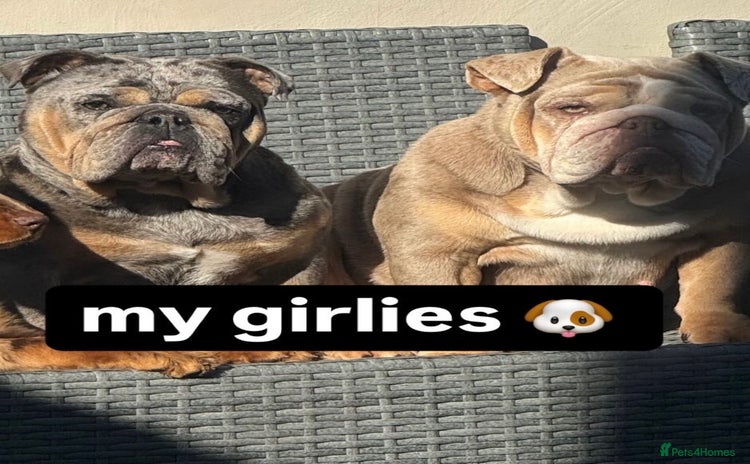 English Bulldog dogs - Advert 14