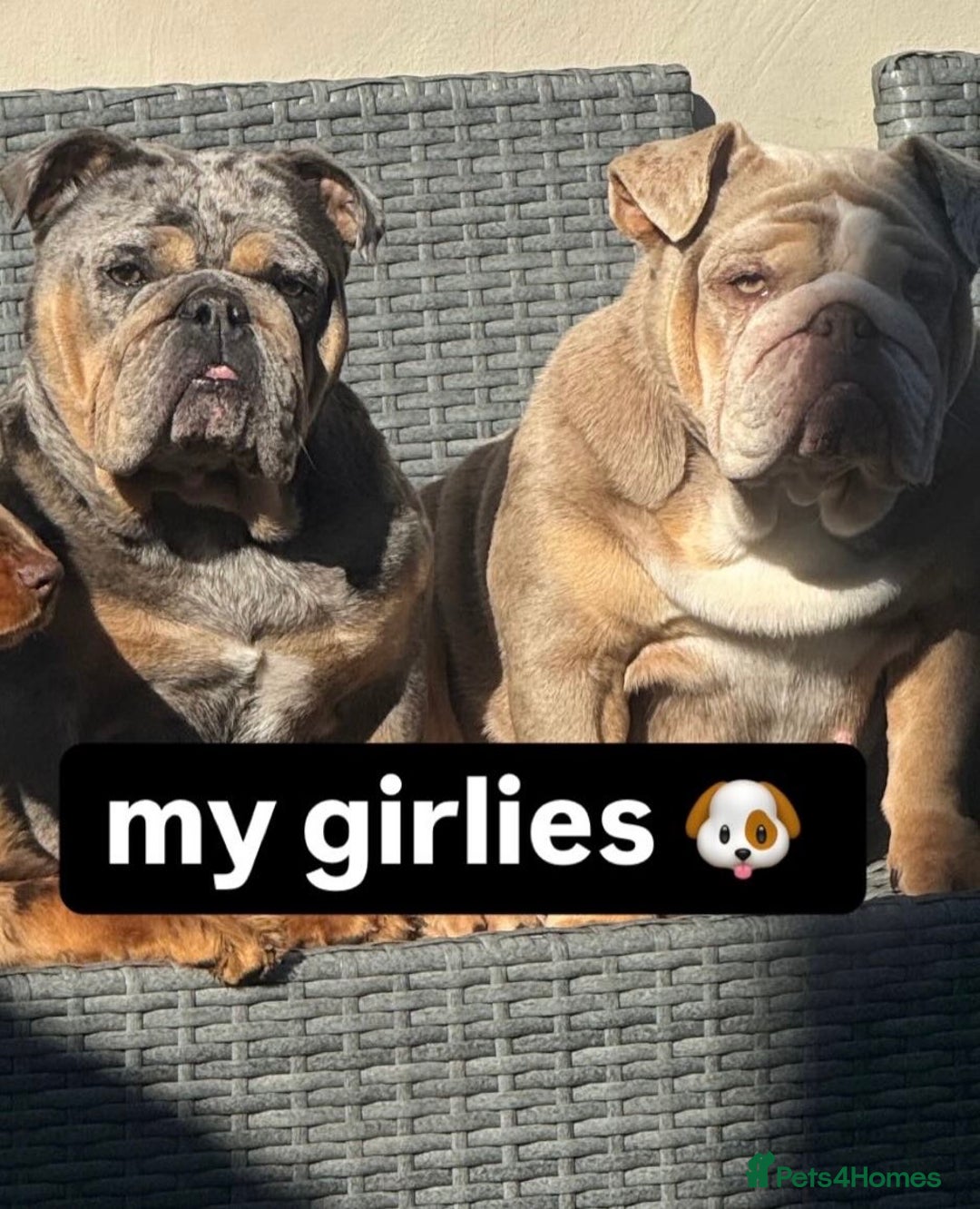 English Bulldog dogs for sale: Two female english bulldogs for rehoming - Image 1