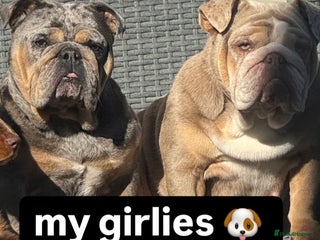 English Bulldog dogs - Advert 9