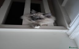 Ragdoll cats for sale: 3 Year Old Beautiful Female Ragdoll  - Image 19