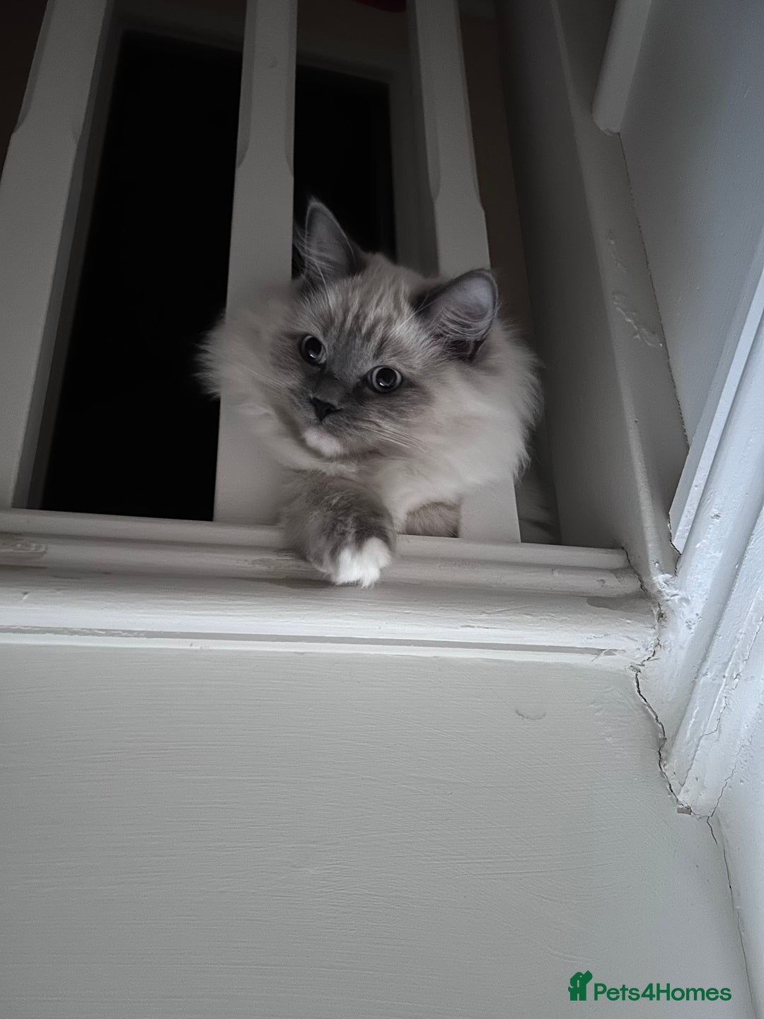 Ragdoll cats for sale: 3 Year Old Beautiful Female Ragdoll  - Image 19