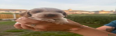 Ragnor 