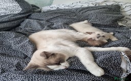 Ragdoll cats for sale: Beautiful Fluffy Ragdoll Kittens 💕🐱 - Image 9