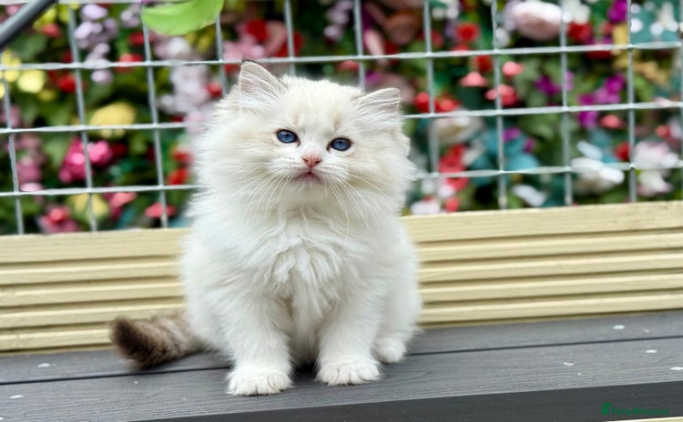 Ragdoll cats - Advert 4