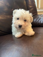 Mixed Breed dogs - Advert 2