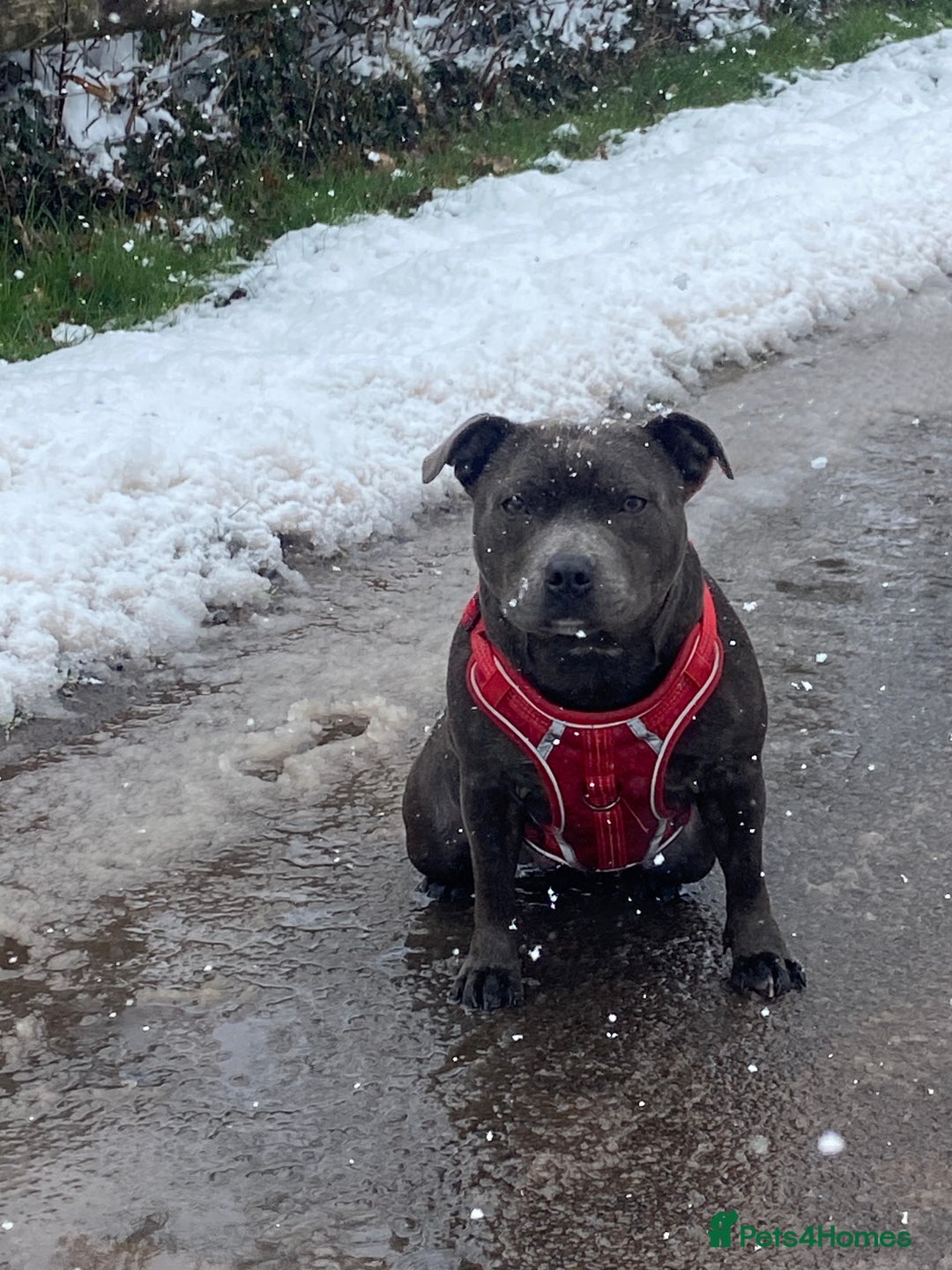 Staffordshire Bull Terrier dogs for sale: Beautiful Staffordshire bull terrier puppy’s  - Image 17