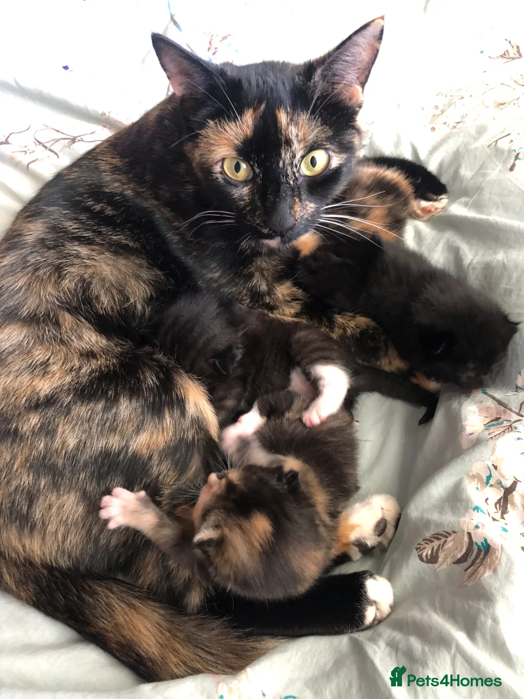 Mixed Breed cats for sale: Adorable Kittens Ready for their Forever Homes - Advert 21