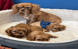 Cavalier King Charles Spaniel dogs for sale: Ruby Red Cavalier puppies ready for new homes ❤️ - Image 9