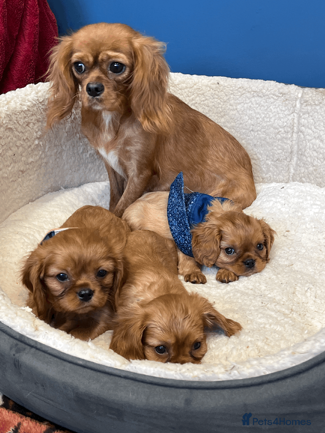 Cavalier King Charles Spaniel dogs for sale: Ruby Red Cavalier puppies ready for new homes ❤️ - Image 9