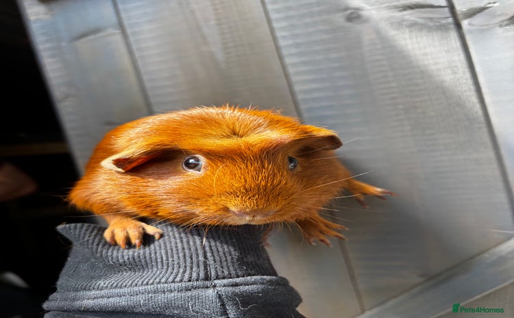Guinea Pig rodents - Advert 8