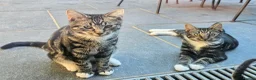 European cats for sale: Beautiful Tabby Kittens - Friendly, Playful in Hemel Hempstead - Advert 5