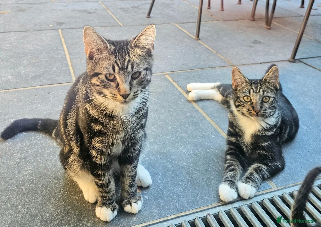 European cats for sale: Beautiful Tabby Kittens - Friendly, Playful in Hemel Hempstead - Advert 5