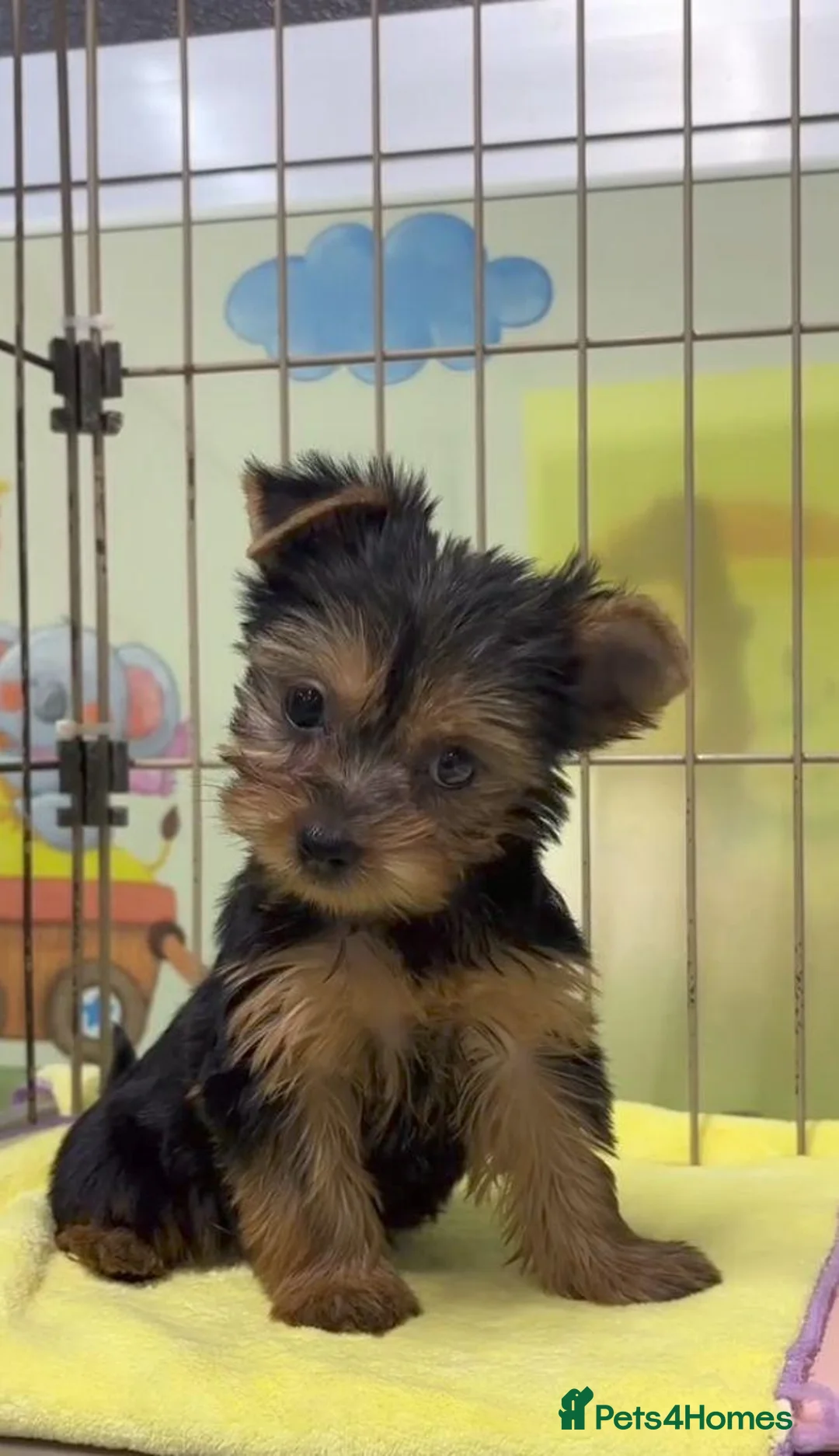 Yorkshire Terrier dogs for sale: Tiny Yorkie Treasures – Little Personalities  - Advert 2