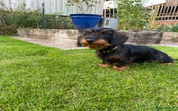 Dachshund dogs for sale: KC Standard wire haired dachshund - Image 1