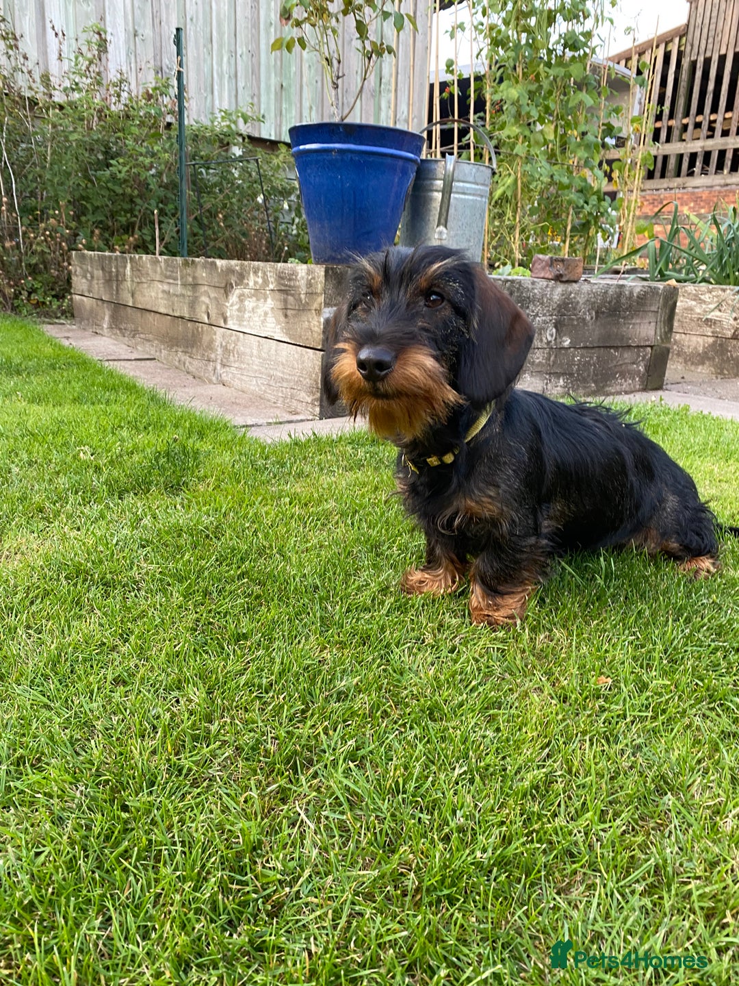 Dachshund dogs for sale: KC Standard wire haired dachshund - Image 1