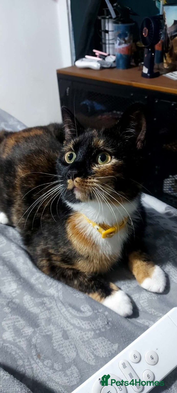 Mixed Breed cats Responsible Home Wanted for Friendly Cat - Advert 13