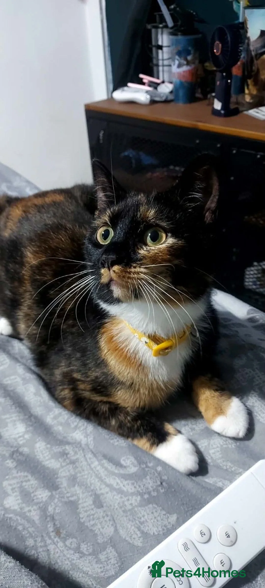 Mixed Breed cats for sale: Responsible Home Wanted for Friendly Cat - Advert 1