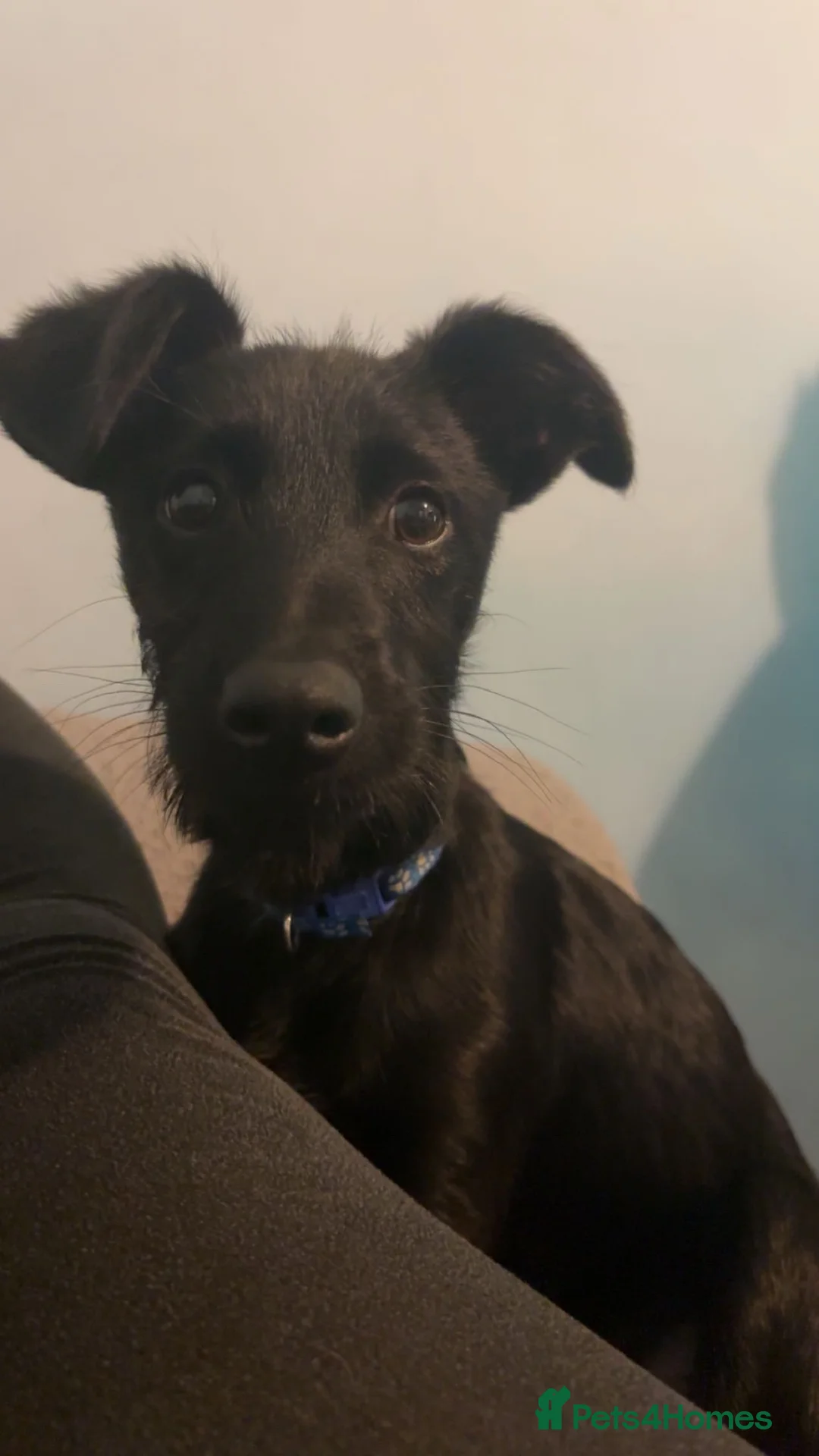 Mixed Breed dogs for sale: New home needed!  - Advert 2