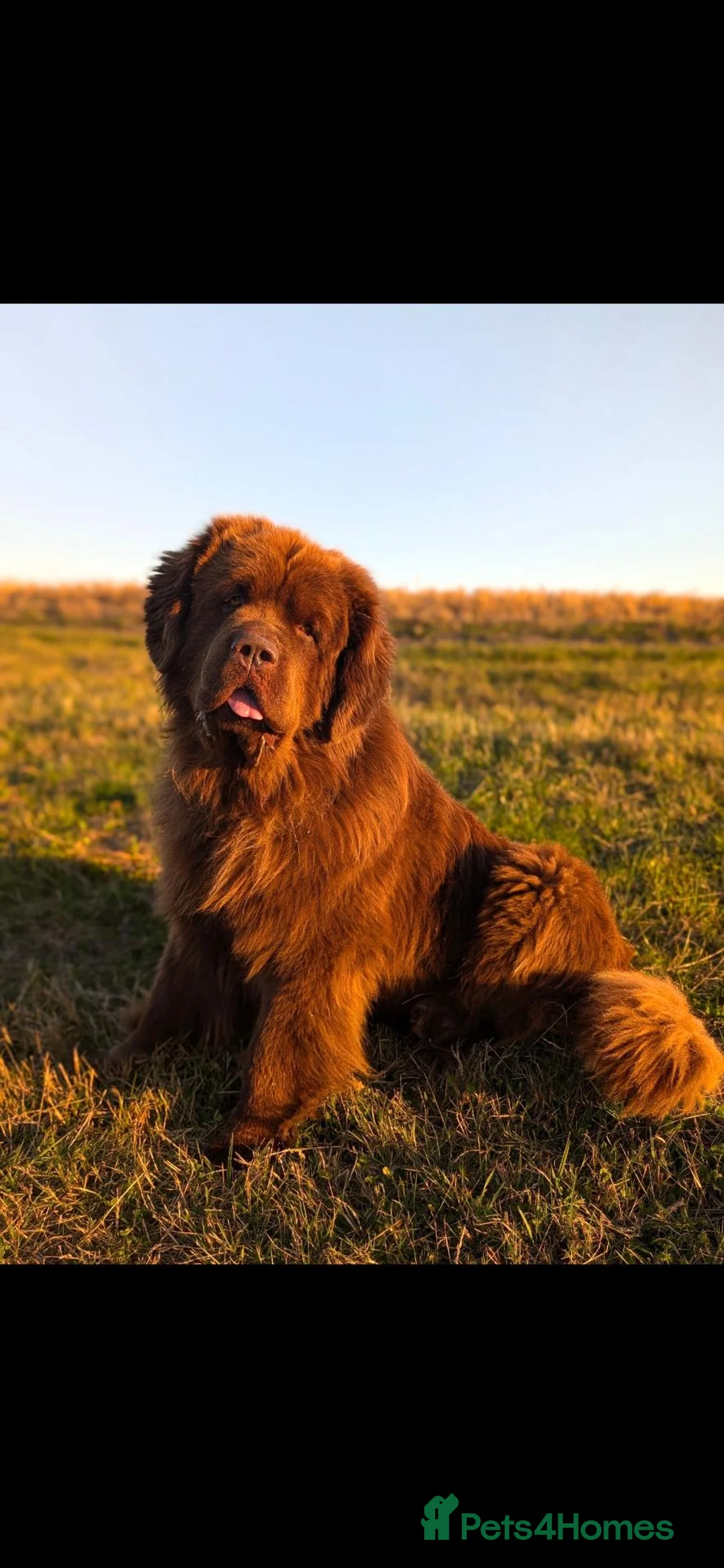 Newfoundland dogs for stud: Brown kc registered newfoundland  in Alcester - Advert 2