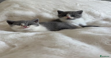 British Shorthair cats - Advert 6