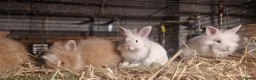 Lionhead rabbits for sale: Lovely tempered little lionhead babies- m and f - Advert 7