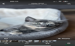 Domestic Shorthair cats for sale: Beautiful girl kittens available - Image 18
