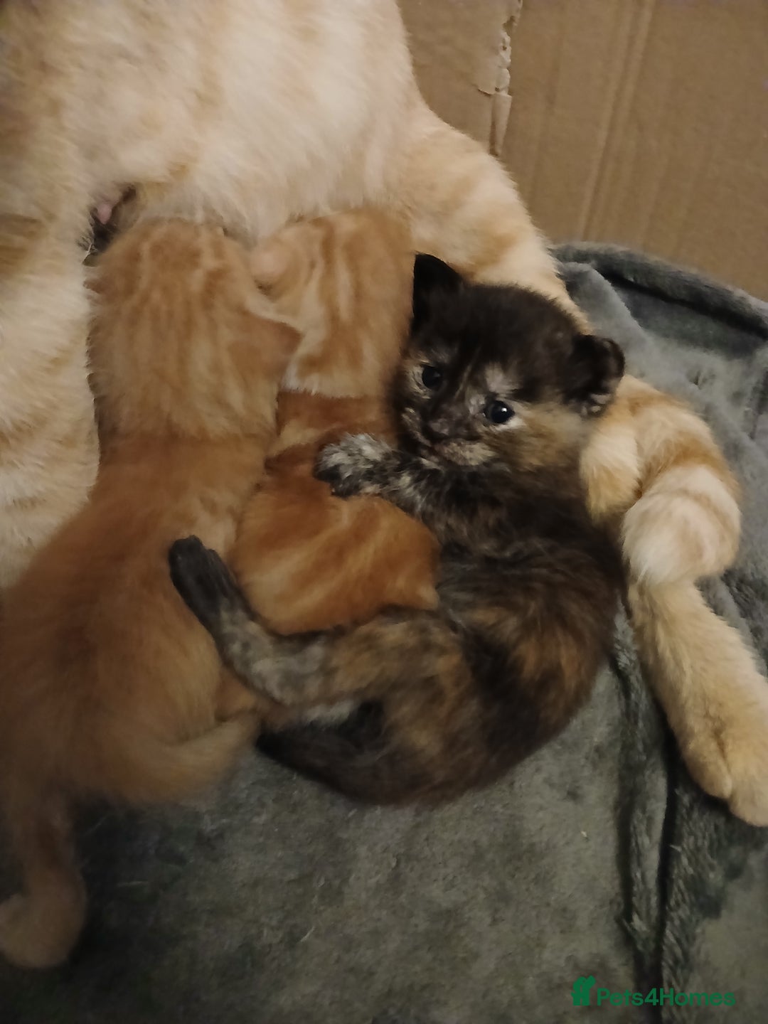 Mixed Breed cats for sale: Gorgeous Kittens - Image 9