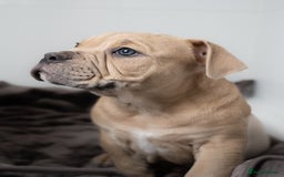 Olde English Bulldogge dogs for sale: Last boy available Olde english bulldog  - Image 2