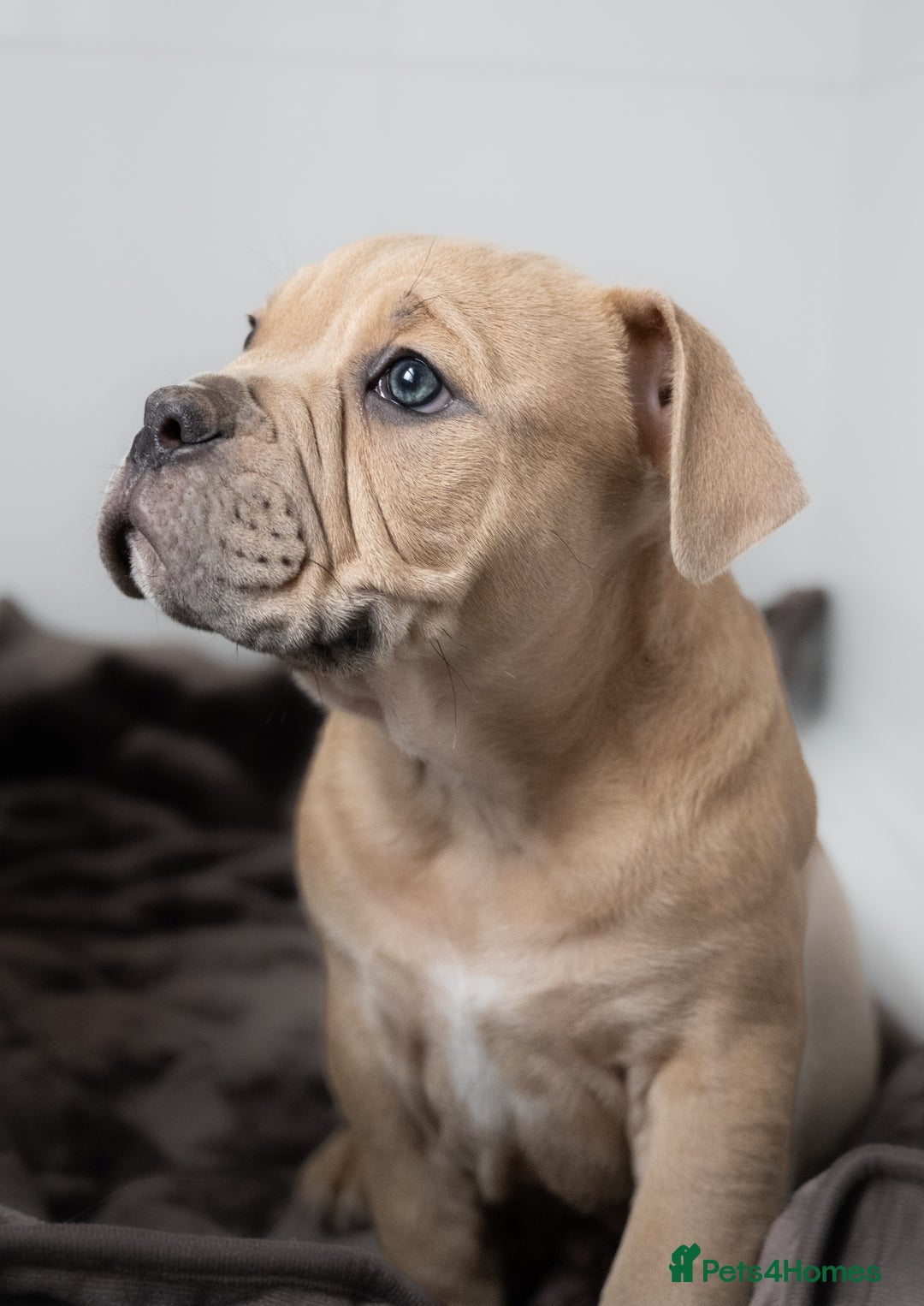 Olde English Bulldogge dogs for sale: Last boy available Olde english bulldog  - Image 2