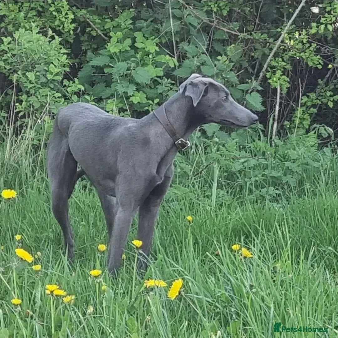 Mixed Breed dogs Bedlington whippet greyhound pups - Advert 1
