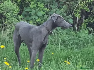 Mixed Breed dogs Bedlington whippet greyhound pups - Advert 4