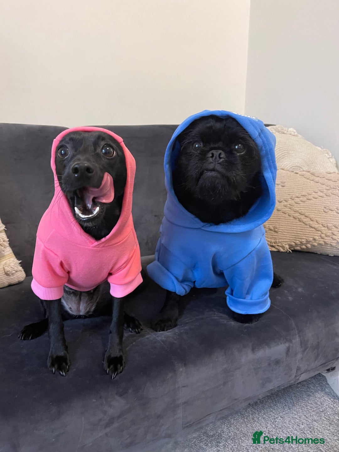 Jug dogs for sale: 2 small dogs for adoption - Image 1