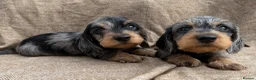 Miniature Dachshund dogs for sale: Miniature wire haired dachshunds 🐶 - Advert 8