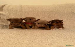 Jack Russell dogs for sale: Quality miniature Jack Russell puppies  - Image 1