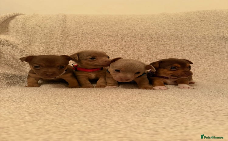 Jack Russell dogs - Advert 11