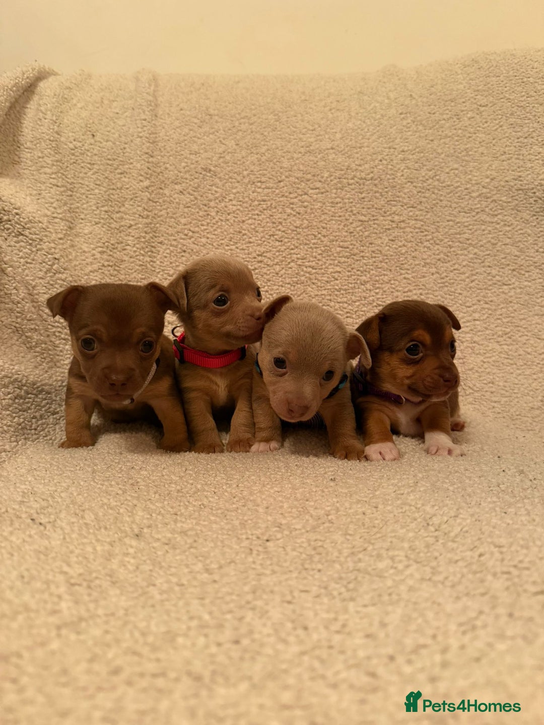 Jack Russell dogs for sale: Quality miniature Jack Russell puppies  - Image 1