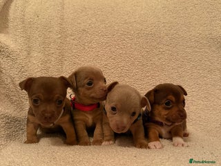 Jack Russell dogs - Advert 5