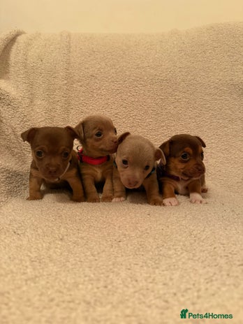 Jack Russell dogs - Advert 3