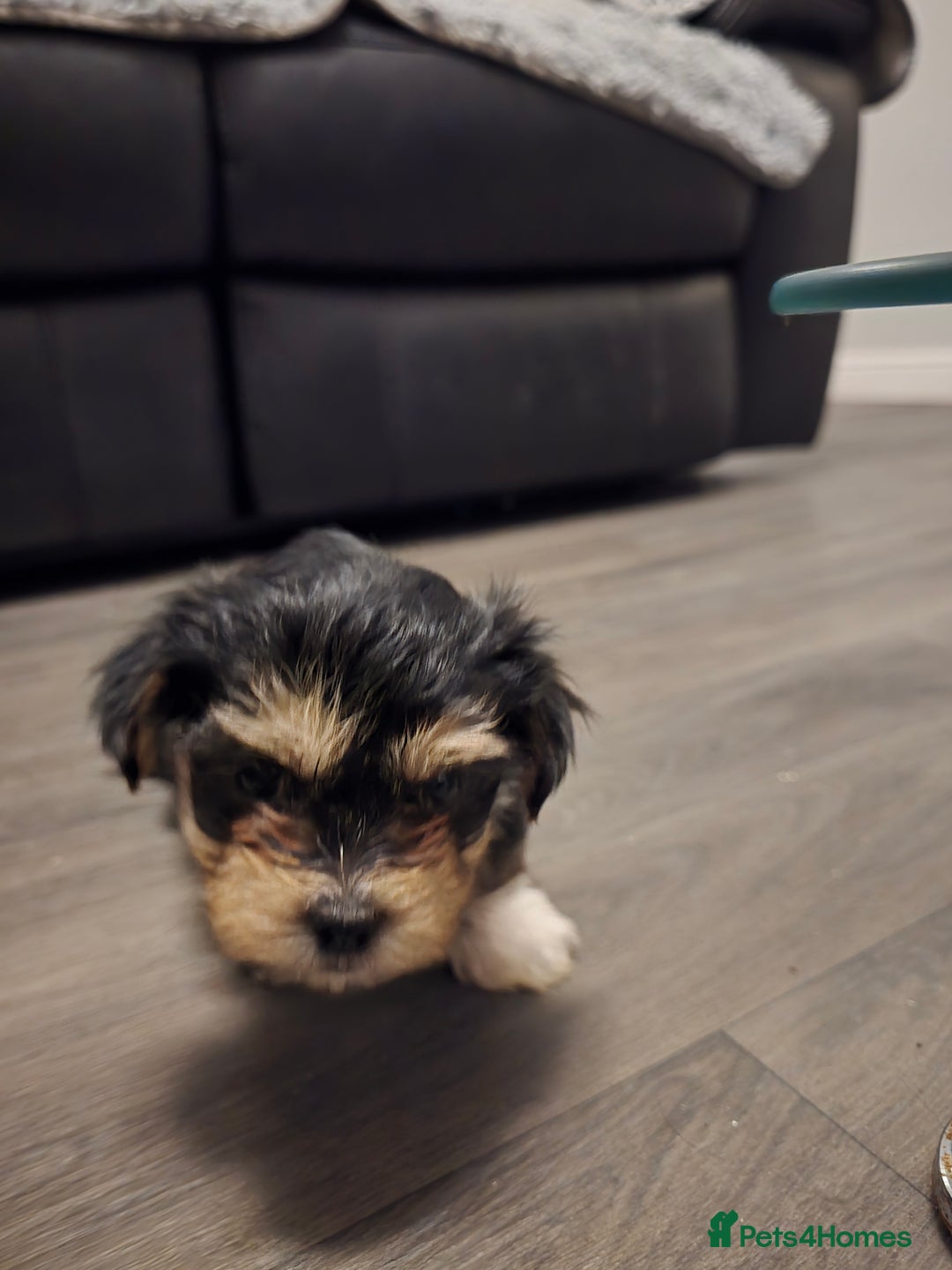 Morkie dogs for sale: Morkie puppies for sale - Advert 23