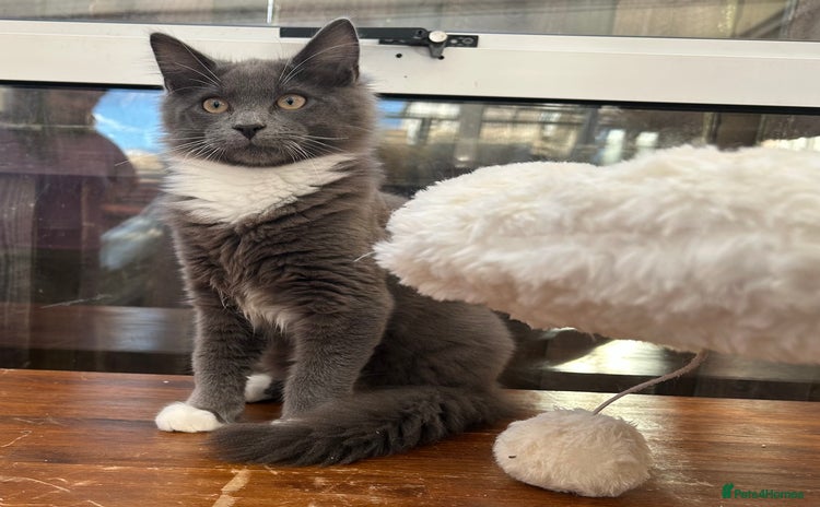 Maine Coon cats - Advert 15