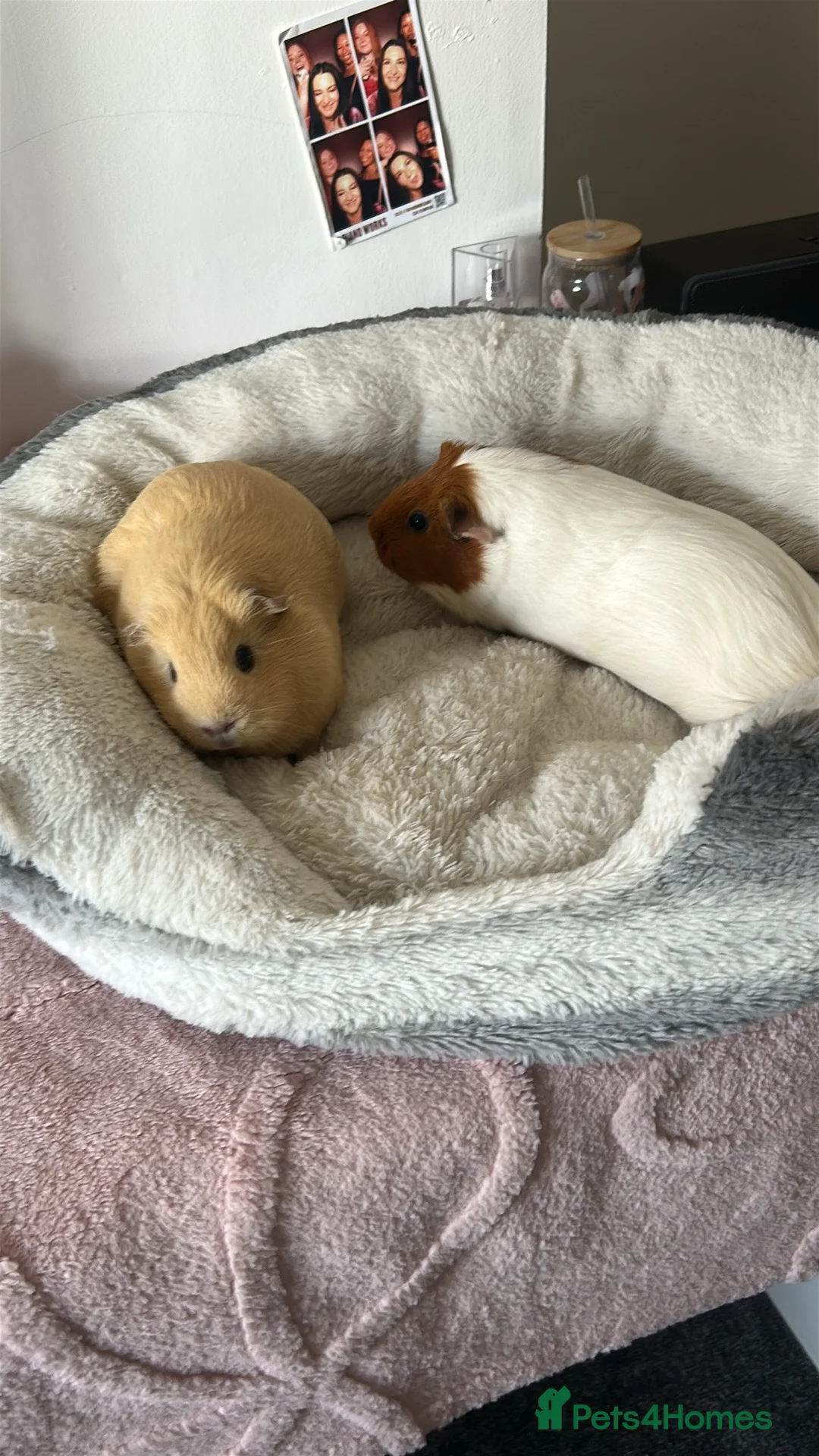 Guinea Pig rodents for sale: Bonded pair or loving girls  in Bargoed - Advert 3