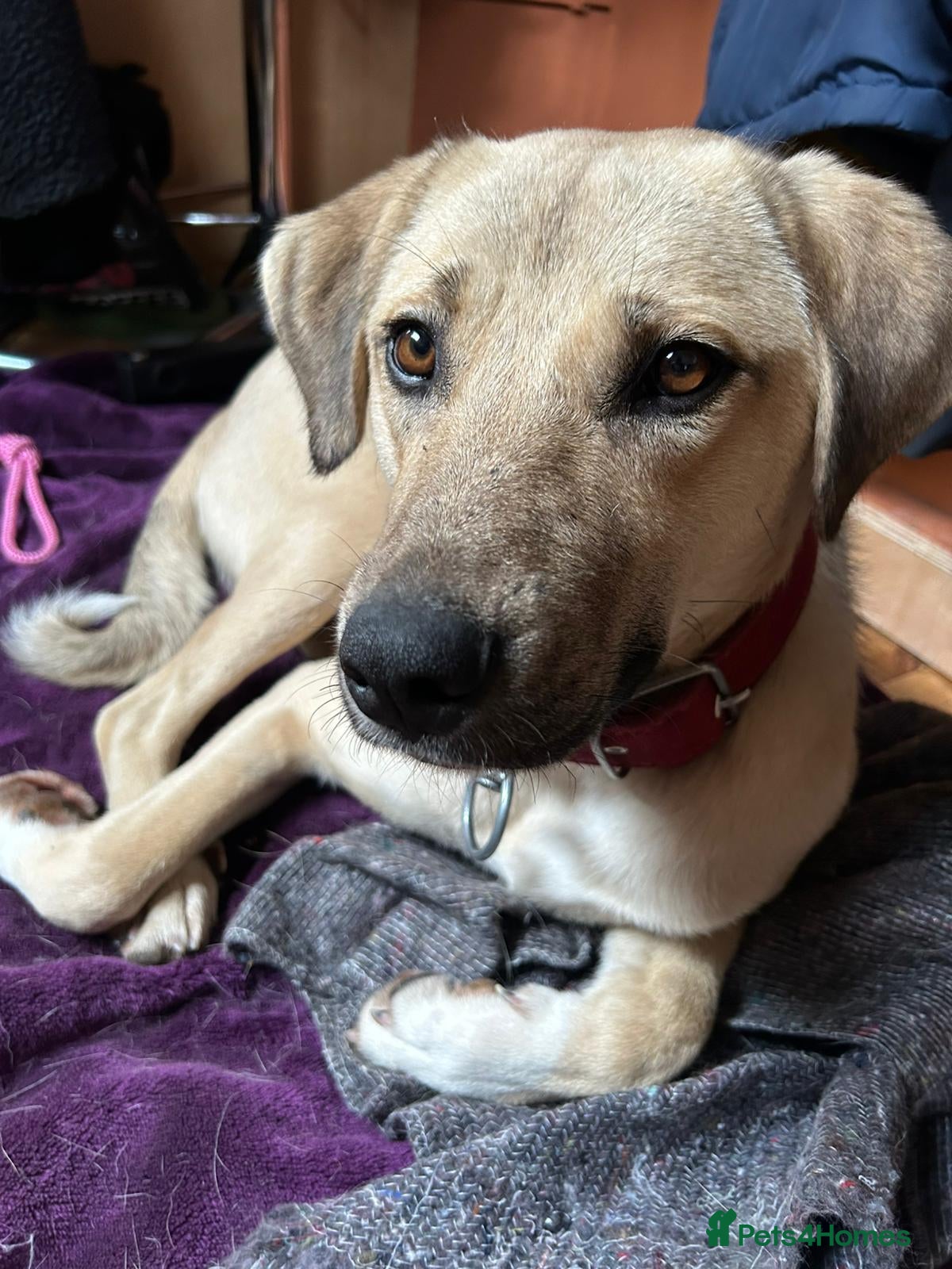 Anatolian Shepherd dogs Ekmek(Bread) Anatolian Shepherd Looking for a Home - Advert 10