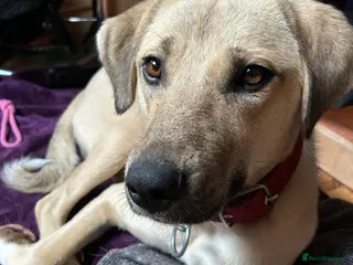 Anatolian Shepherd dogs Ekmek(Bread) Anatolian Shepherd Looking for a Home - Advert 10