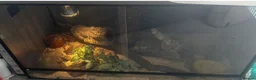 Python Snake reptiles for sale: BALL PYTHON AND TANK  in Ayr - Advert 1