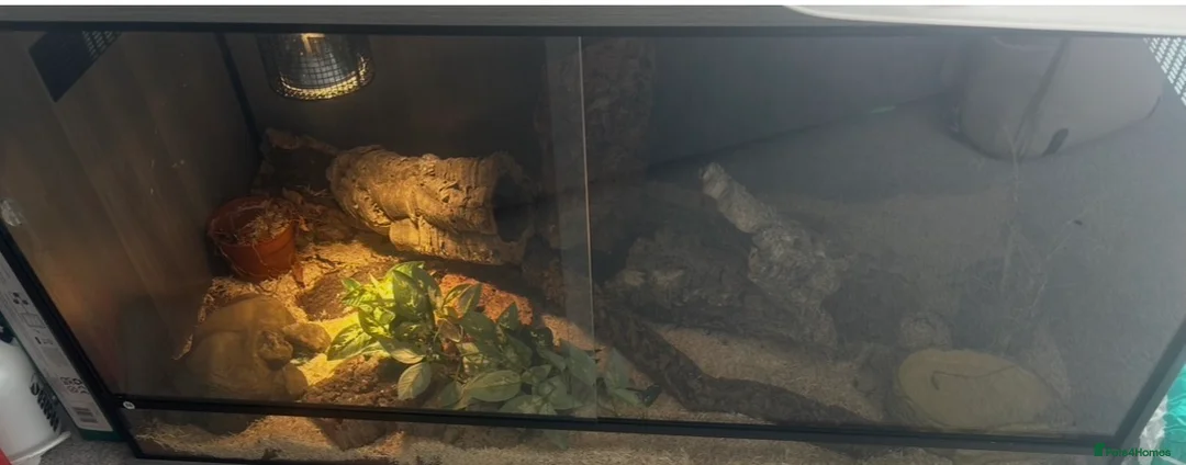 Python Snake reptiles for sale: BALL PYTHON AND TANK  in Ayr - Advert 1